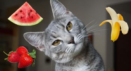 5 frutas que puedes darle de comer a tu gato