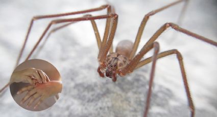 ¿Cuáles son los síntomas de una picadura de araña violinista?