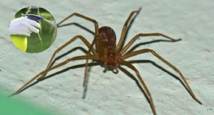 ¿Qué insecticida acaba con la araña violinista? Evita su plaga en casa