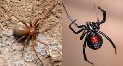 ¿Cuál es más peligrosa la viuda negra o la araña violinista?