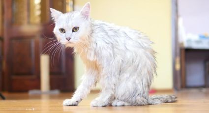 ¿Los gatos se pueden bañar? ¡Descubre cada cuánto y cómo hacerlo!