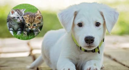 RUAC: beneficios de registrar a tus perros y mascotas