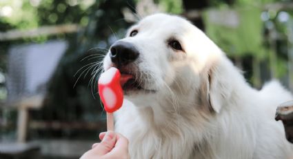 ¿Mi perro puede comer helado? Conoce qué sí y qué no de este postre