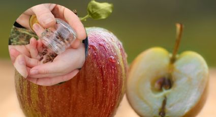 ¿Qué pasa si te comes 40 semillas de manzana?