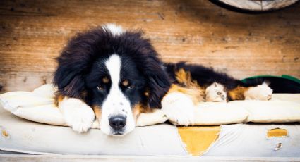 ¿Cómo quitar el olor a orines de perro del colchón?