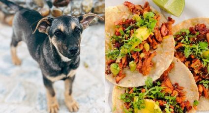 ¿Cómo distinguir entre carne de perro y carne al pastor en los tacos?