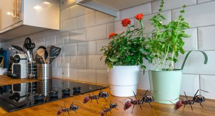 ¿Cómo acabar con la plaga de hormigas en casa? 5 trucos efectivos