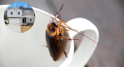 ¿Qué significan las cucarachas voladoras en la casa?