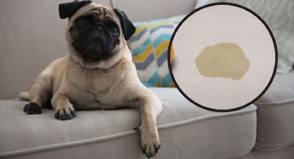 ¿Cómo lavar mi sillón con orines de perro? 3 trucos para quitar el mal olor