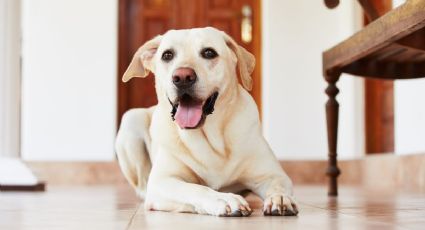 ¿Cómo limpiar el piso para que no huela a perro?