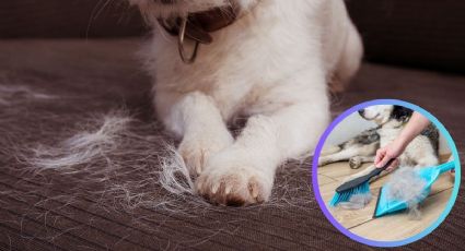 Los mejores trucos para limpiar pelos de perro en la casa