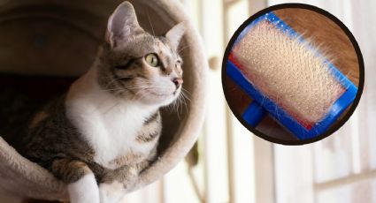 El truco infalible para quitar pelos de gato de la ropa y el sofá