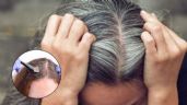 ¿Cómo aplicar tinte en el cabello con canas?