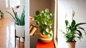 7 plantas que son perfectas para un departamento pequeño