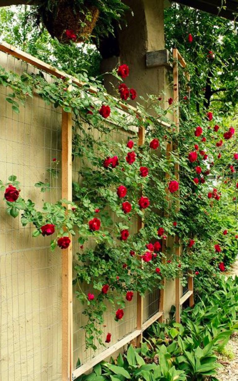 Jardín con muro verde solo de rosas