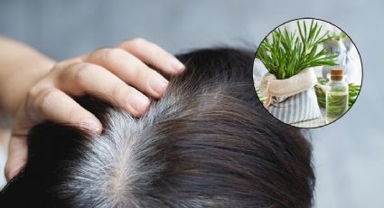 Canas: la infusión de romero para oscurecerlas de manera natural