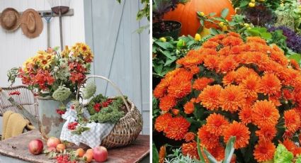 Ideas para decorar tu jardín en otoño 2024