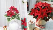 Foto ilustrativa de la nota titulada Decoración con nochebuenas naturales: ideas para que el espíritu navideño llegue a tu casa