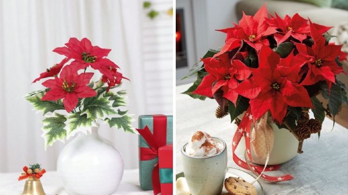 Decoración con nochebuenas naturales: ideas para que el espíritu navideño llegue a tu casa