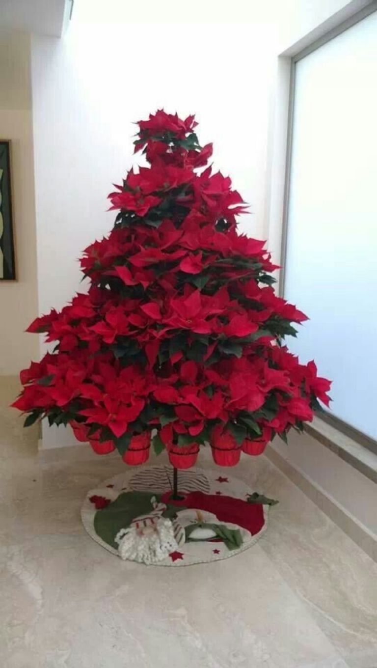 Como decorar la casa con plantas de navidad