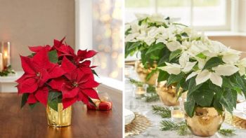 3 fantásticas ideas para decorar una Nochebuena para centro de mesa