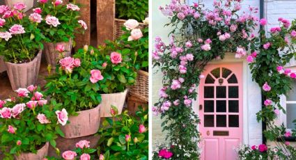 Jardín de rosas: 4 ideas fáciles para plantarlas en tu patio y decorar con rosales