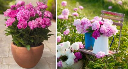 Jardín de peonías: 4 ideas para decorar tu casa con las flores que reemplazan a las rosas