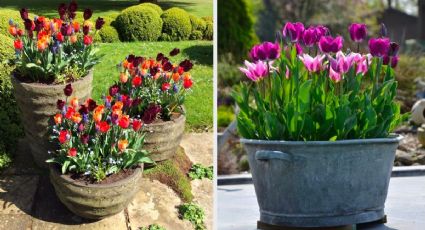 Jardín de tulipanes: 4 ideas bonitas para plantarlos en tu patio sin gastar demasiado