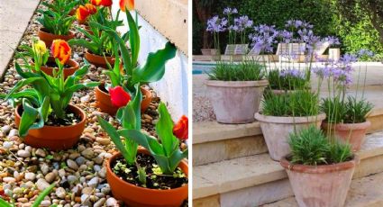 Jardín de flores: 4 ideas para remodelar un patio pequeño sin pasto