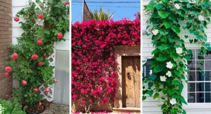 Jardín de enredaderas: 5 ideas con plantas para poner en el piso y la pared del patio