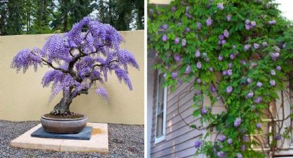 Jardín de jacarandas: 4 ideas para decorar tu hogar y que luzca bonito