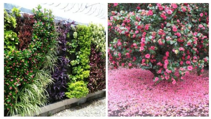 Jardín con plantas de sombra: 5 ideas bonitas para decorar tu casa