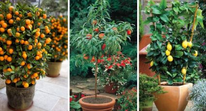 Jardín de árboles frutales en maceta: 4 ideas para cultivar en tu patio