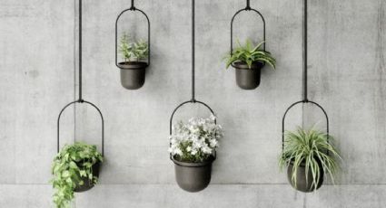 Elige las mejores macetas para plantas colgantes: ideas para tu hogar