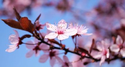 Flor de cerezo: las claves y cuidados para tenerla en casa esta primavera