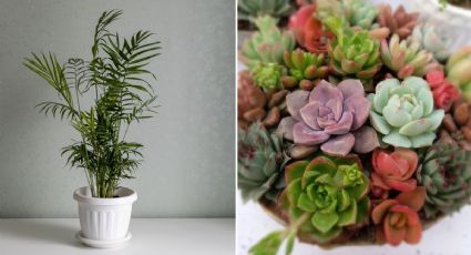 Lista de plantas para principiantes: aprende a cuidarlas y mantener bonita tu casa