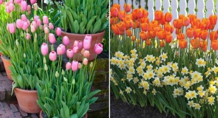 ¿Cómo crear un jardín con tulipanes para que florezcan bonito en casa?