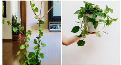 4 claves para cuidar una planta Poto y refrescar tu hogar