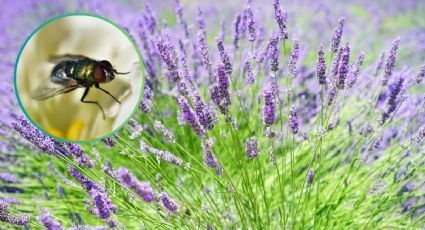 3 plantas para ahuyentar a las moscas y mosquitos de la cocina