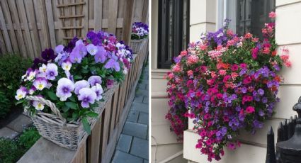 Jardín de violetas: 4 ideas para tenerlas en macetas y darle un toque de color a tu patio