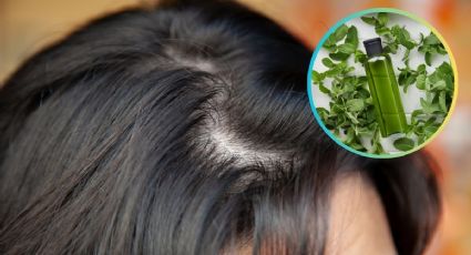 Cómo hacer shampoo de menta para eliminar el cabello graso