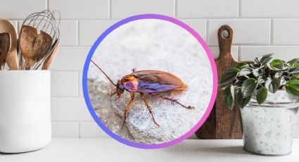 Elimina las cucarachas chiquitas en la cocina: 3 soluciones para acabar con su nido y huevecillos