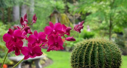 Jardines botánicos en CDMX: 3 destinos maravillosos para visitar