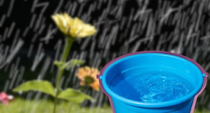 Ideas para aprovechar el agua de lluvia: desde regar plantas hasta lavar tu patio