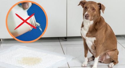 ¿Qué tan bueno es limpiar orines de perro con cloro?