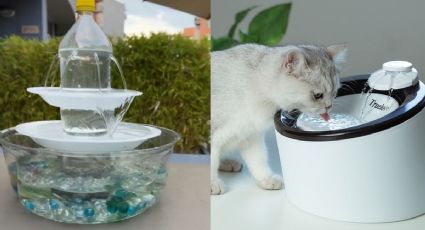 Cómo hacer una fuente de agua para gatos con una botella: paso a paso para un bebedero