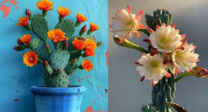 Florecer entre las espinas: consejos para que tus cactus tengan flores