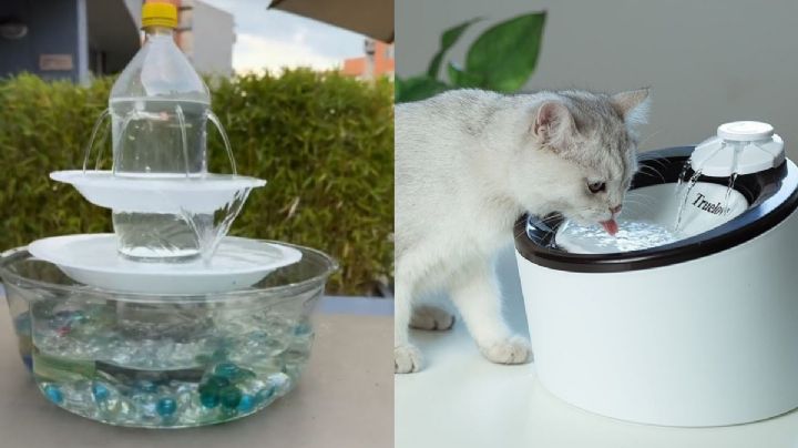 Cómo hacer una fuente de agua para gatos con una botella: paso a paso para un bebedero