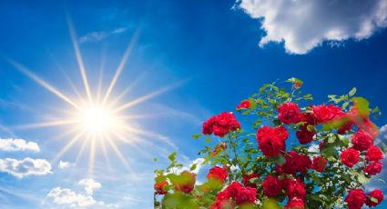 ¿Cuál es la planta más resistente al sol para decorar el jardín de casa?