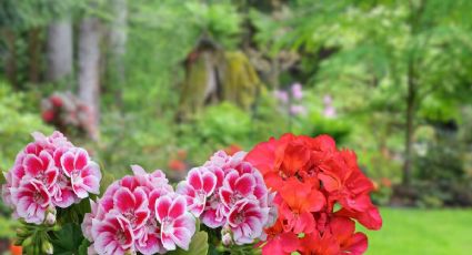 Son pequeñas, coloridas y huelen riquísimo, las flores para tener en las macetas de tu jardín